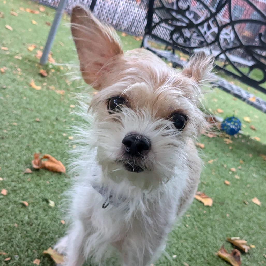 Annabelle, a Adoptable Mixed Breed in Providence, RI image 3/6