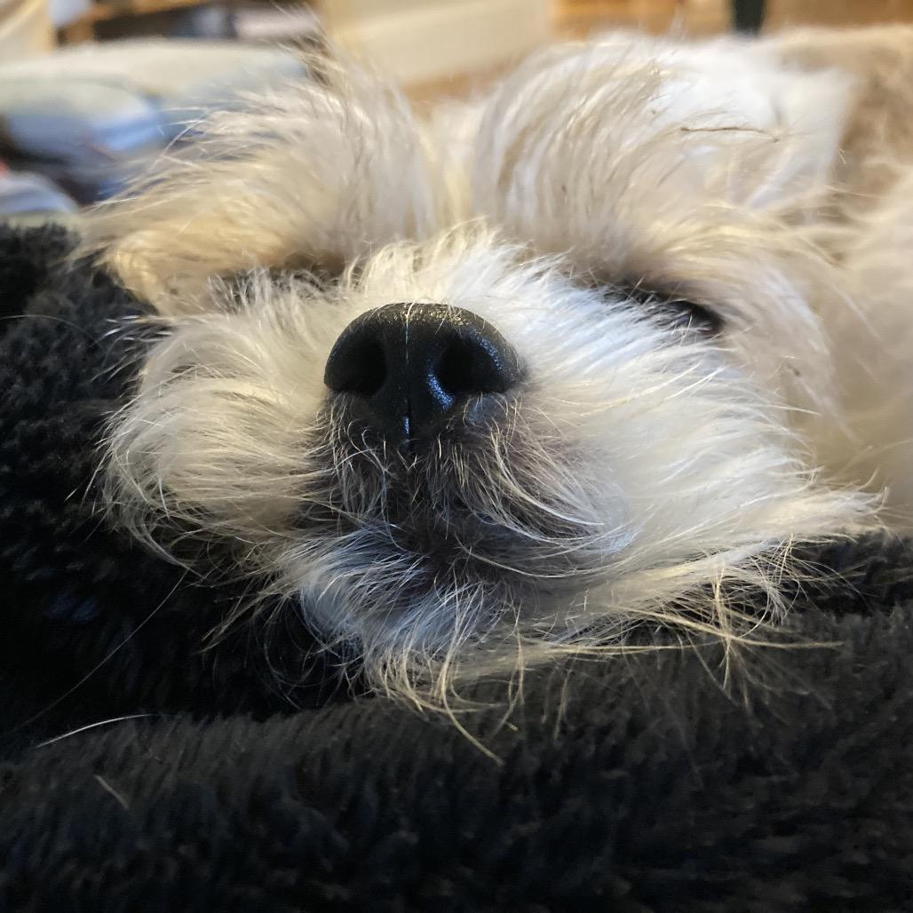 Annabelle, a Adoptable Mixed Breed in Providence, RI image 4/6