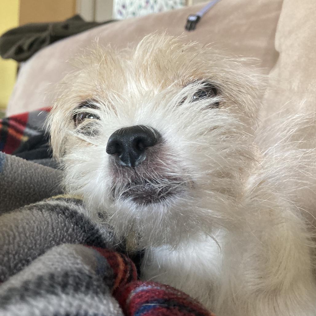 Annabelle, a Adoptable Mixed Breed in Providence, RI image 5/6