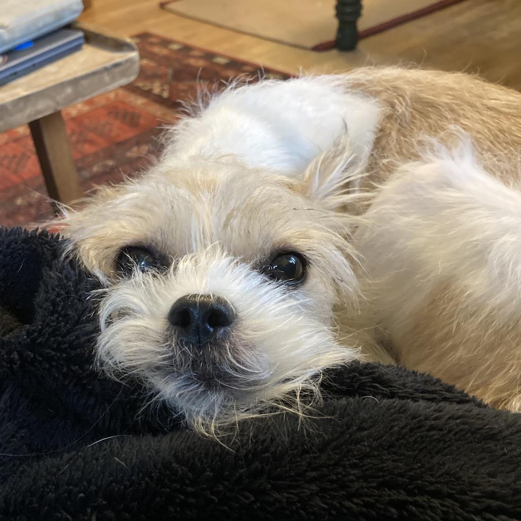 Annabelle, a Adoptable Mixed Breed in Providence, RI image 6/6