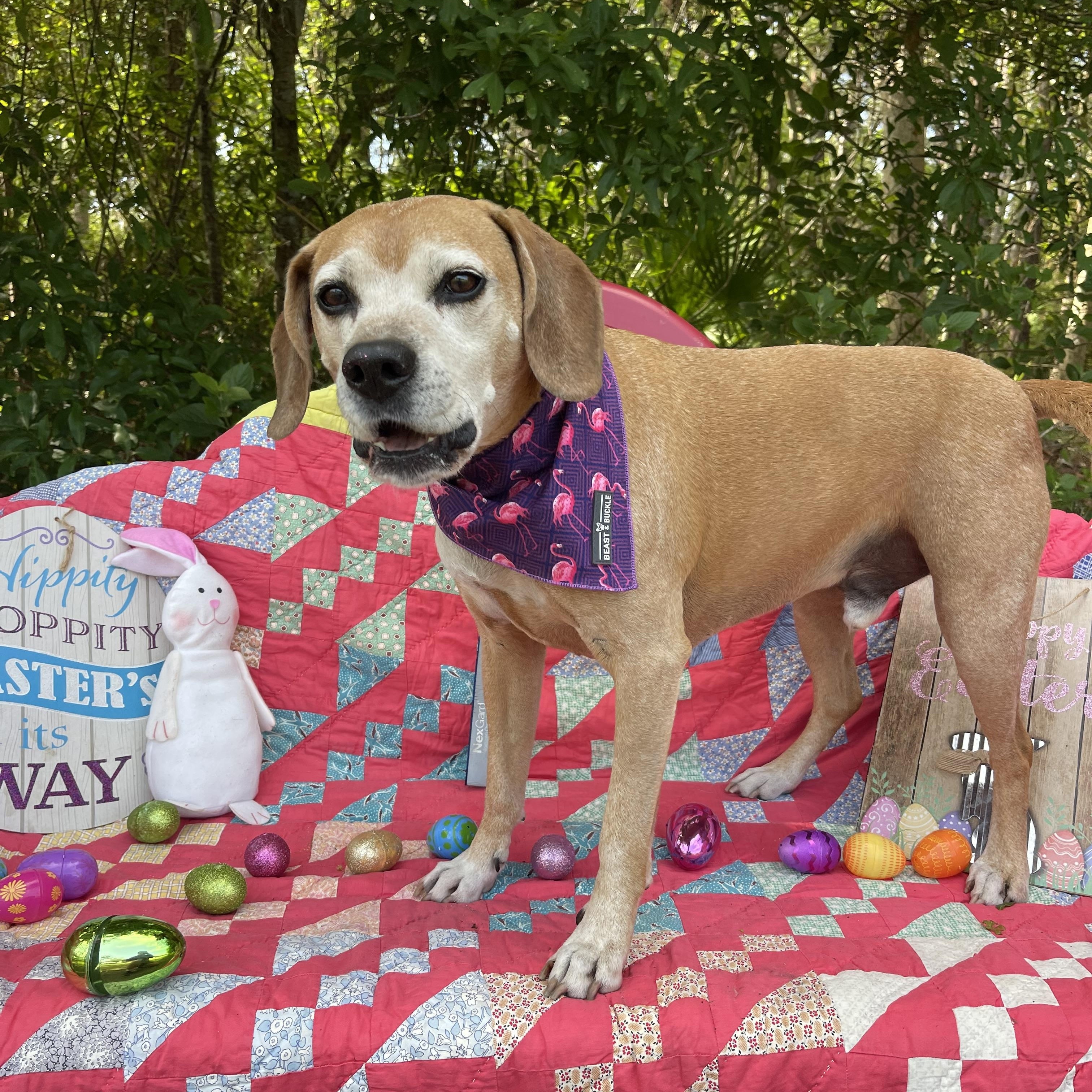 Gus, a Adoptable mixed breed in Sebring, FL image 6/6