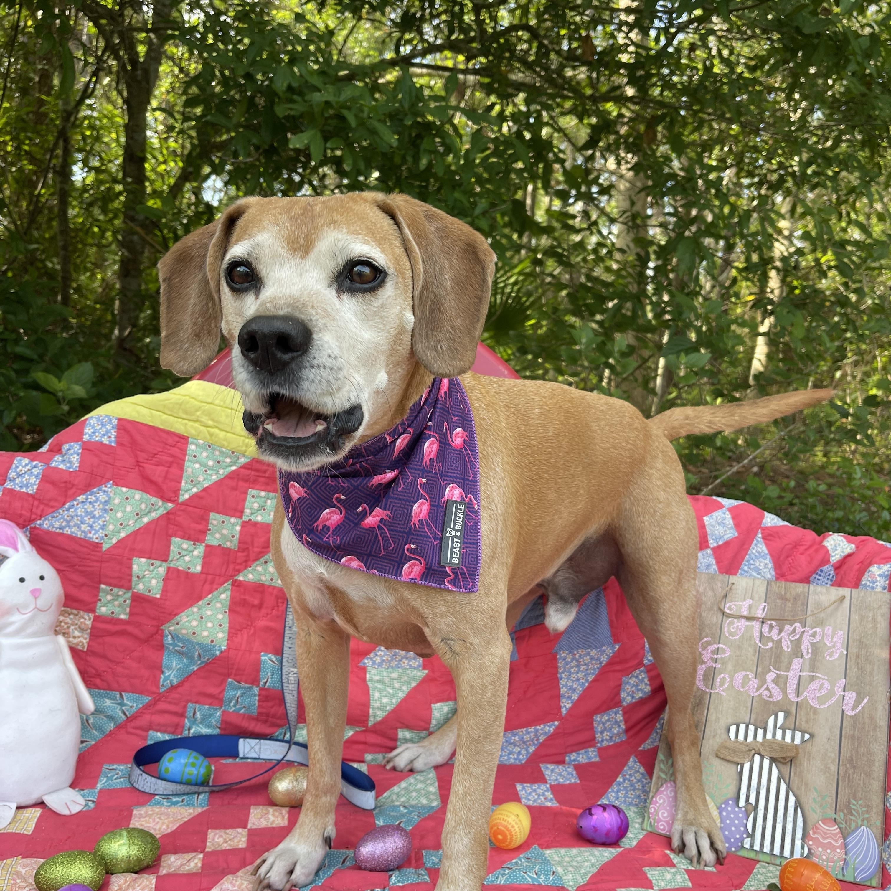Gus, a Adoptable mixed breed in Sebring, FL image 3/6