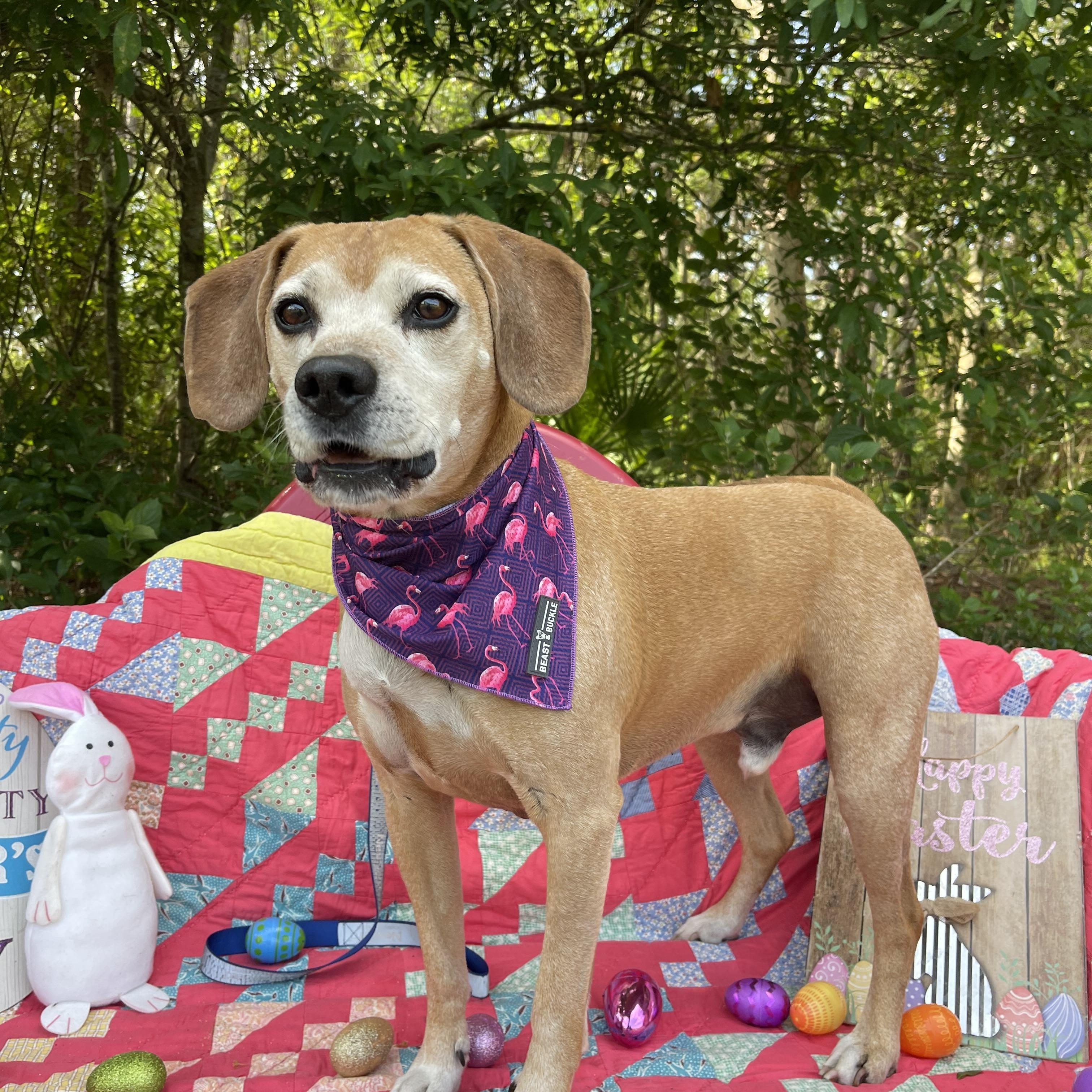 Gus, a Adoptable mixed breed in Sebring, FL image 4/6