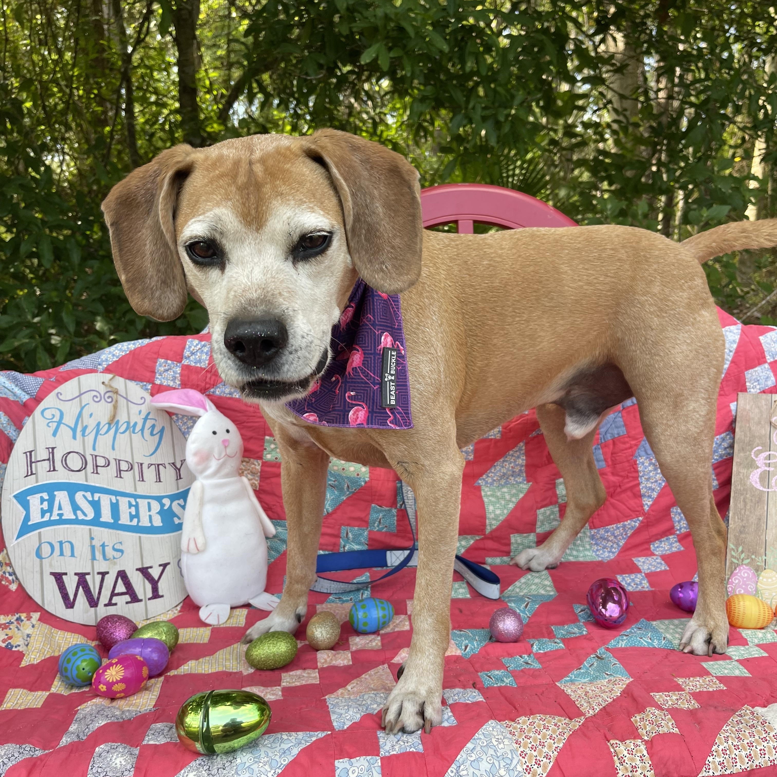 Gus, a Adoptable mixed breed in Sebring, FL image 5/6