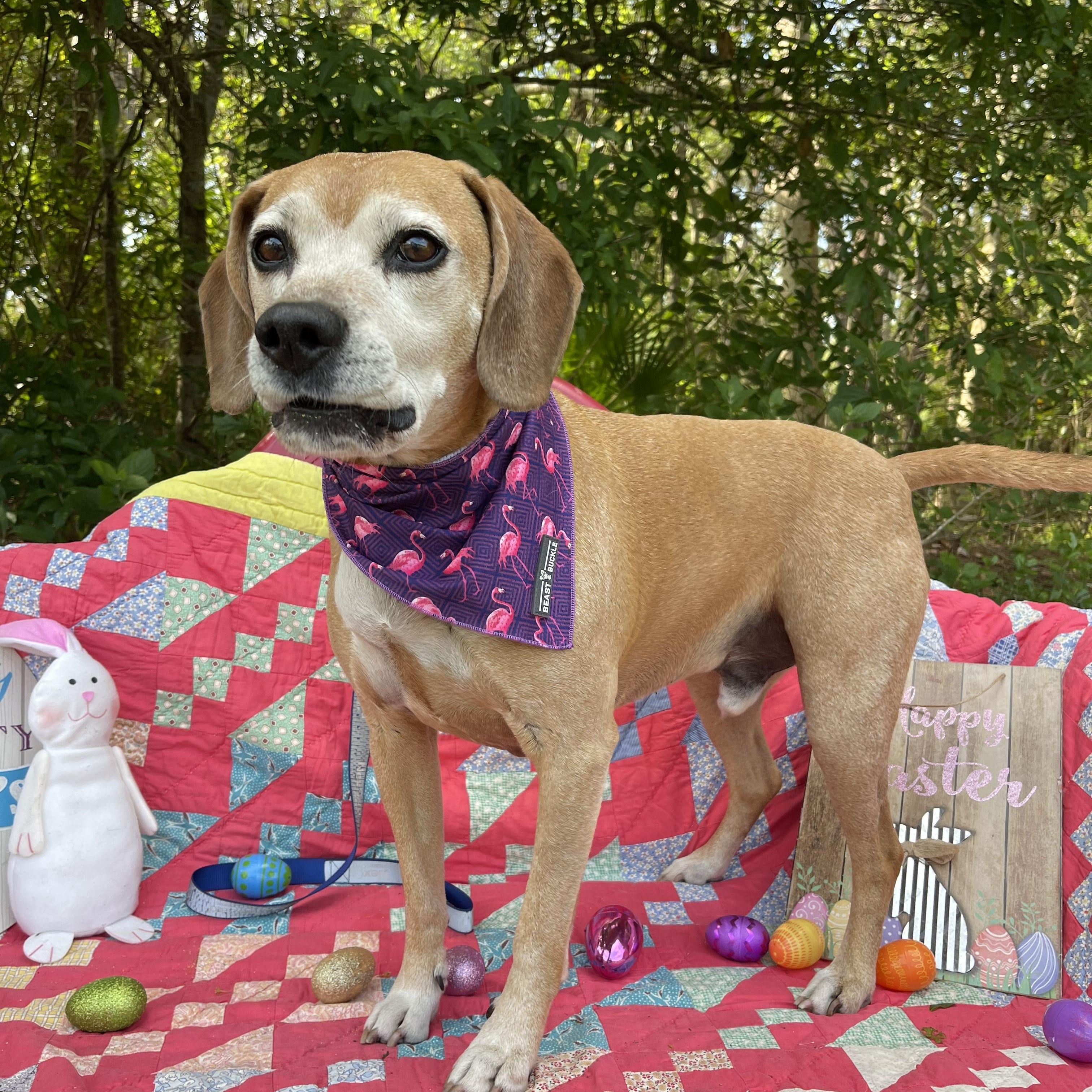Gus, a Adoptable mixed breed in Sebring, FL image 2/6