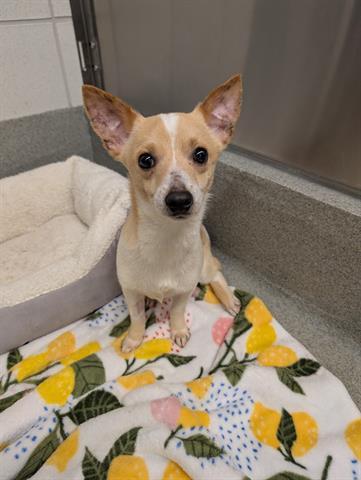 CARLOS, Adoptable, Young Male Chihuahua.