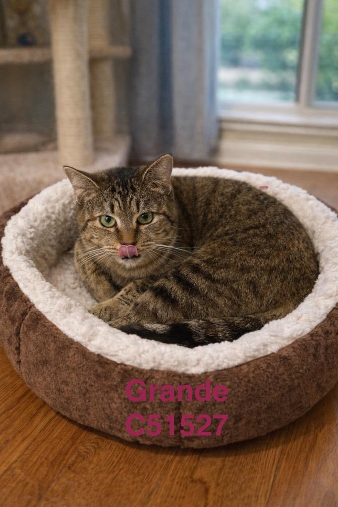 Grande, Adoptable, Young Female Domestic Short Hair.