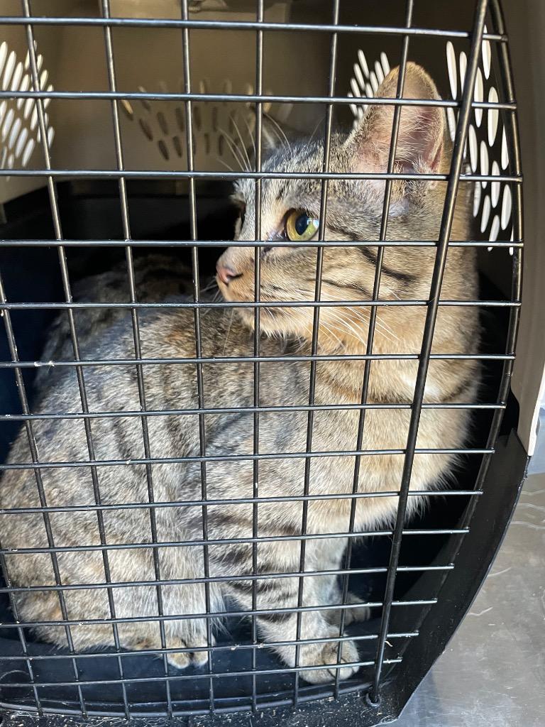 Enlarge Grande, a Adoptable mixed breed in Clarksville, TN image 2/2