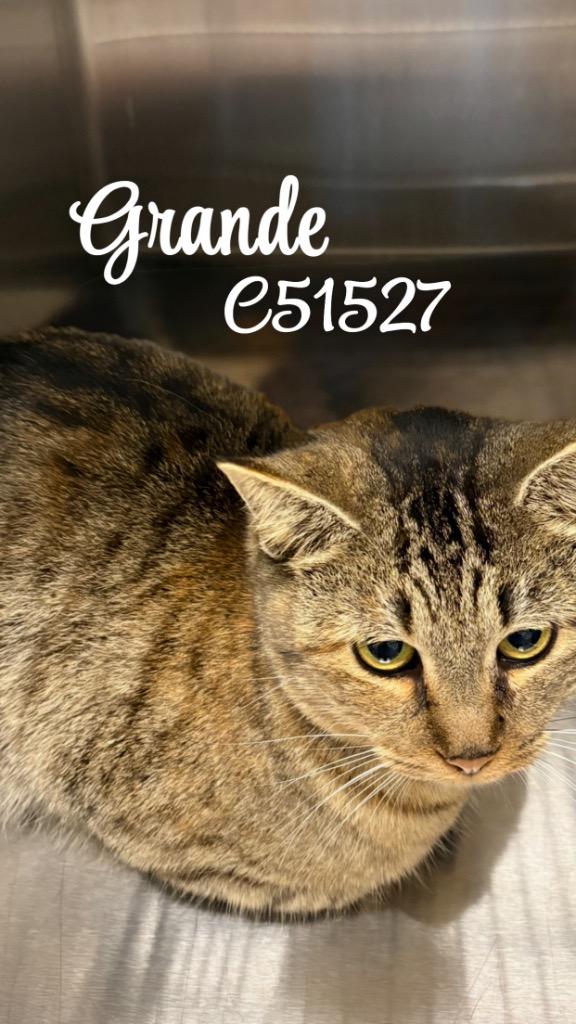 Grande, a Adoptable mixed breed in Clarksville, TN image 2/2