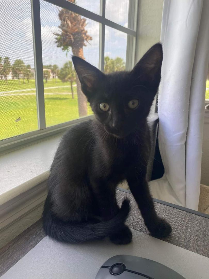 Panther, a Adopted Domestic Short Hair in Palm Bay, FL image 1/2
