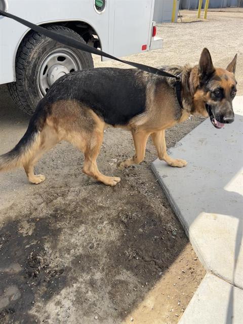 Diesel -- URGENT! OUT OF TIM!