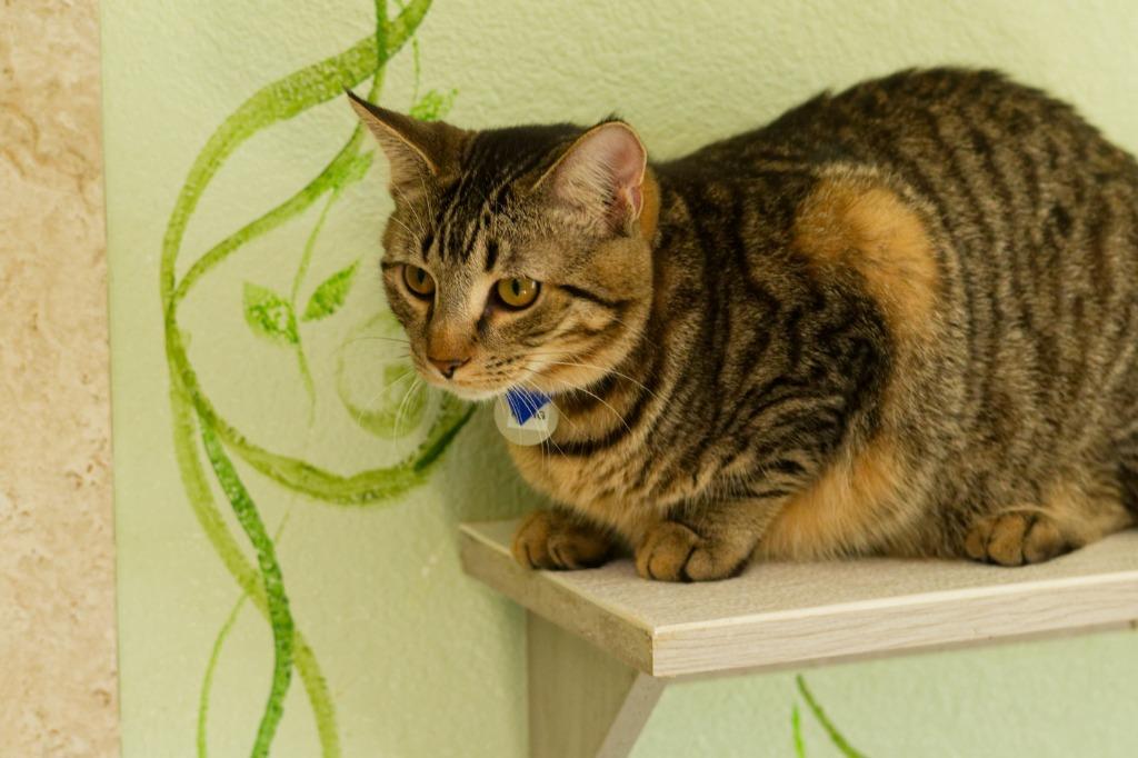 Pong, Adoptable, Kitten Male Domestic Short Hair.
