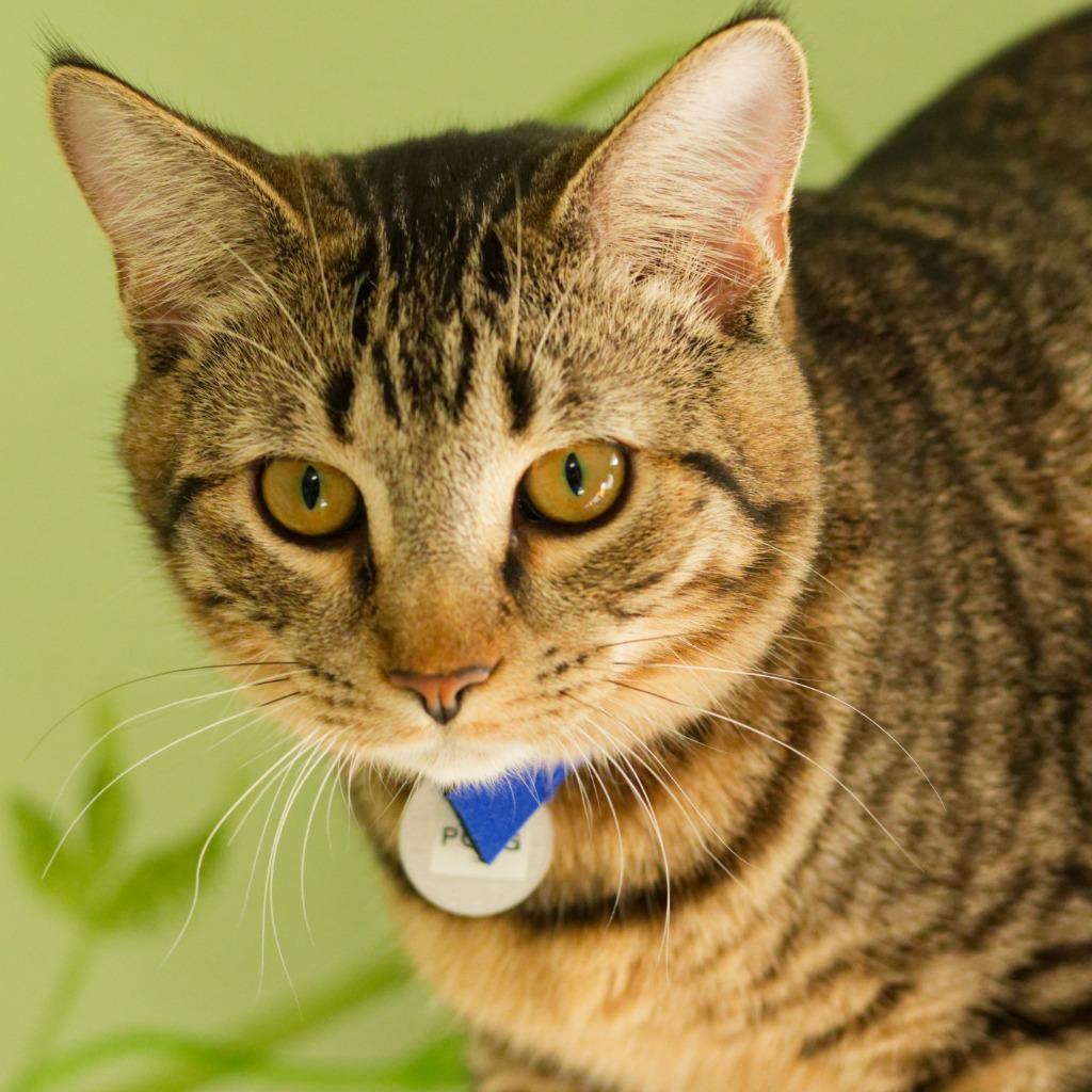 Enlarge Pong, a Adoptable mixed breed in Hot Springs, AR image 2/4