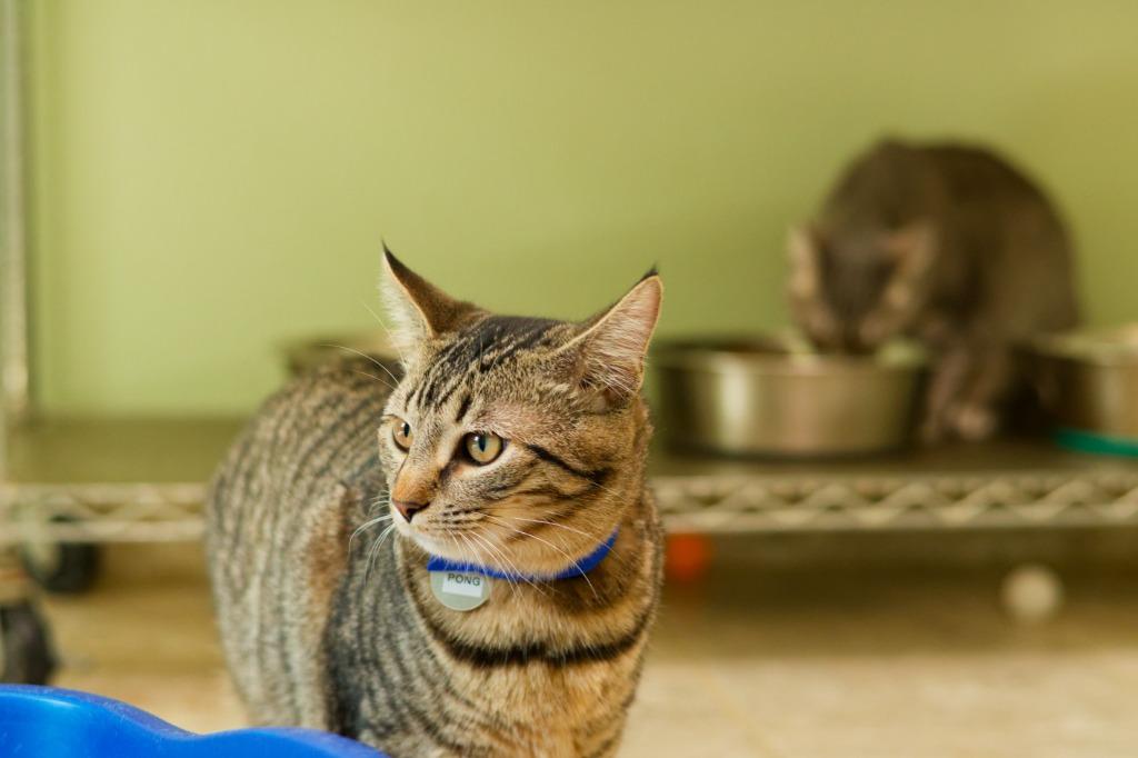 Enlarge Pong, a Adoptable mixed breed in Hot Springs, AR image 3/4