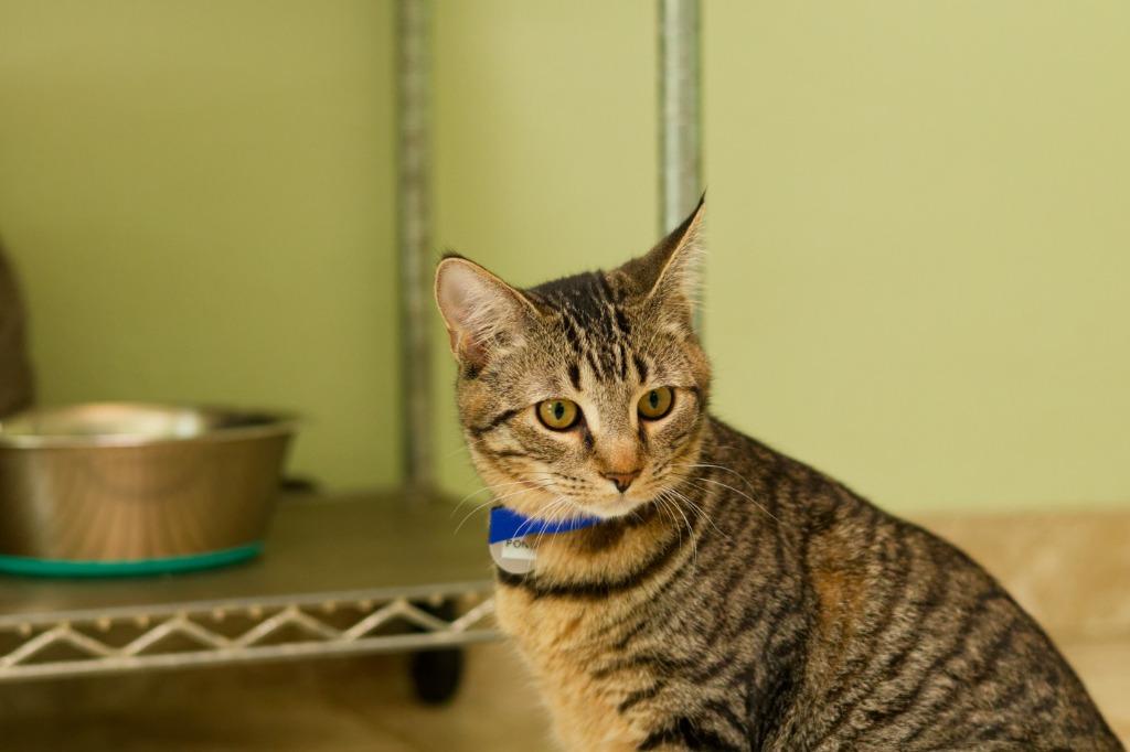 Enlarge Pong, a Adoptable mixed breed in Hot Springs, AR image 4/4