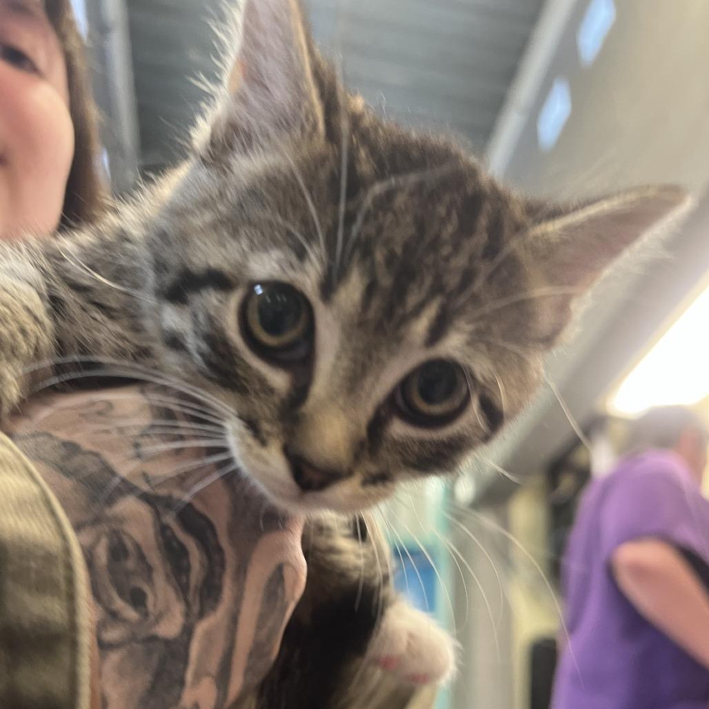 Piper, a Adoptable Domestic Short Hair in Port Townsend, WA image 1/2