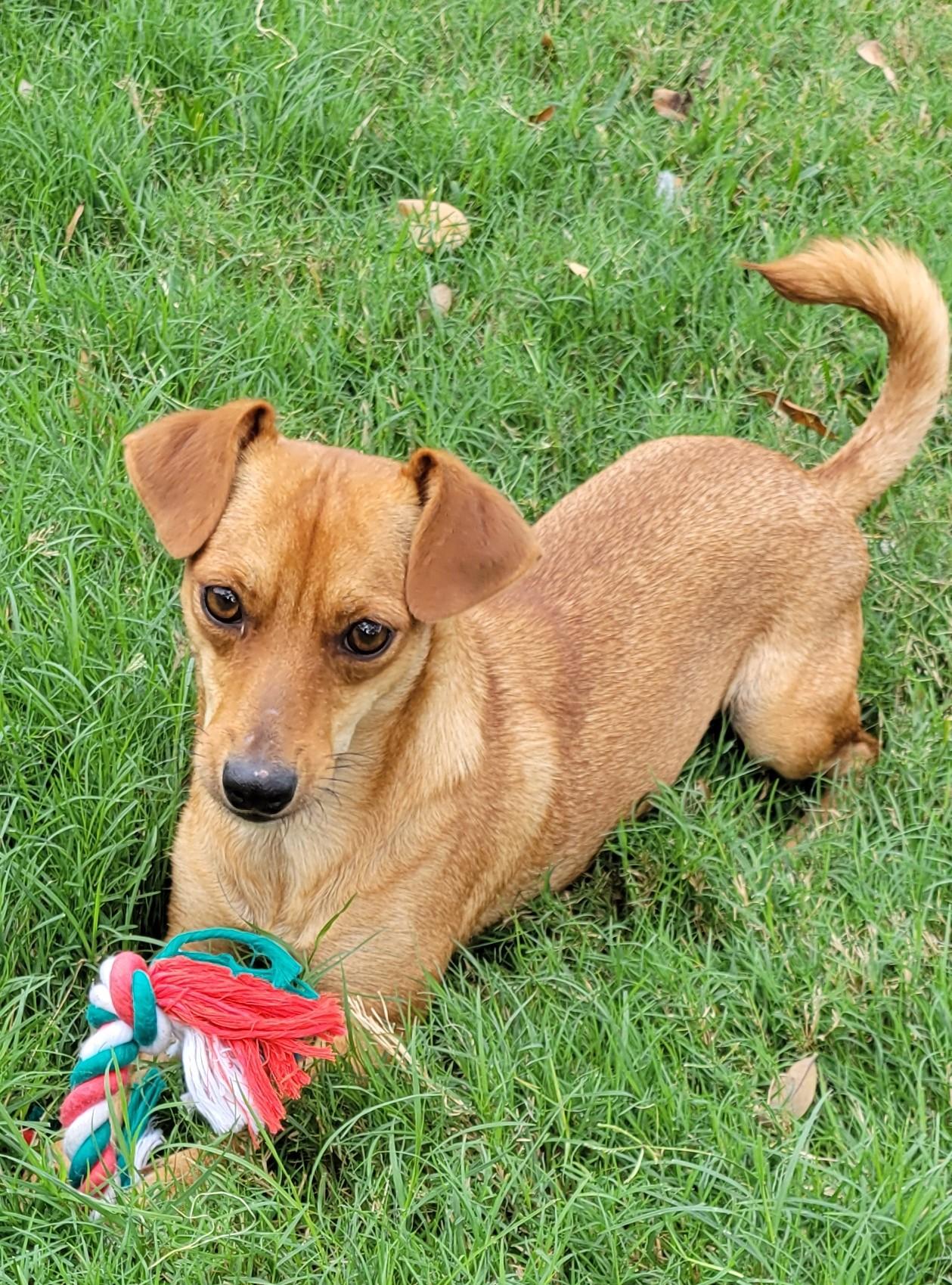 Mirasol, adopted, Young Female Terrier.