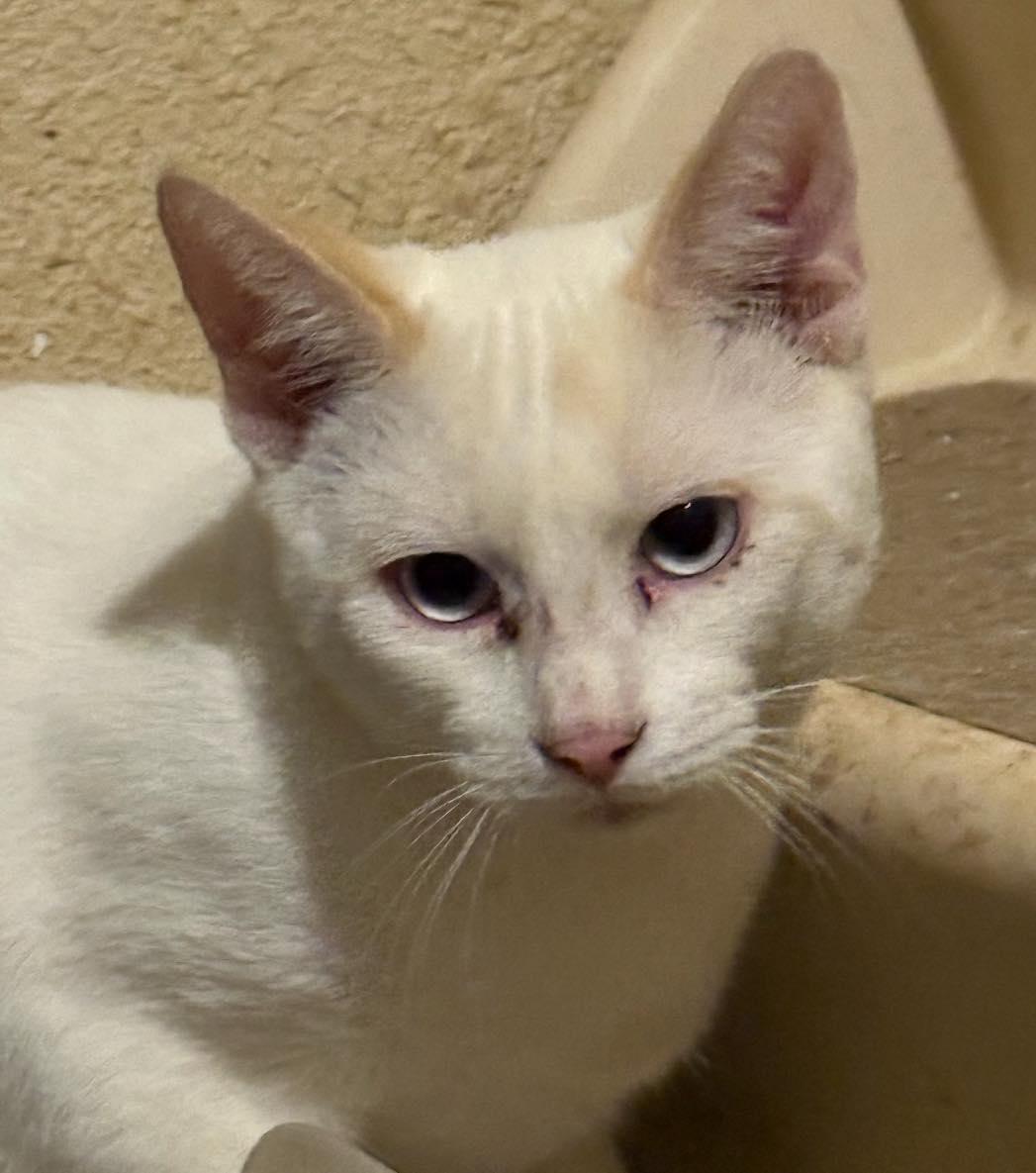 Enlarge Zuko, an adoptable Domestic Short Hair in Midland, TX image 1/1