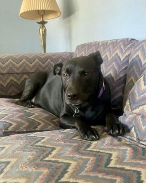 Marina, Adoptable, Adult Female Labrador Retriever & Pit Bull Terrier.
