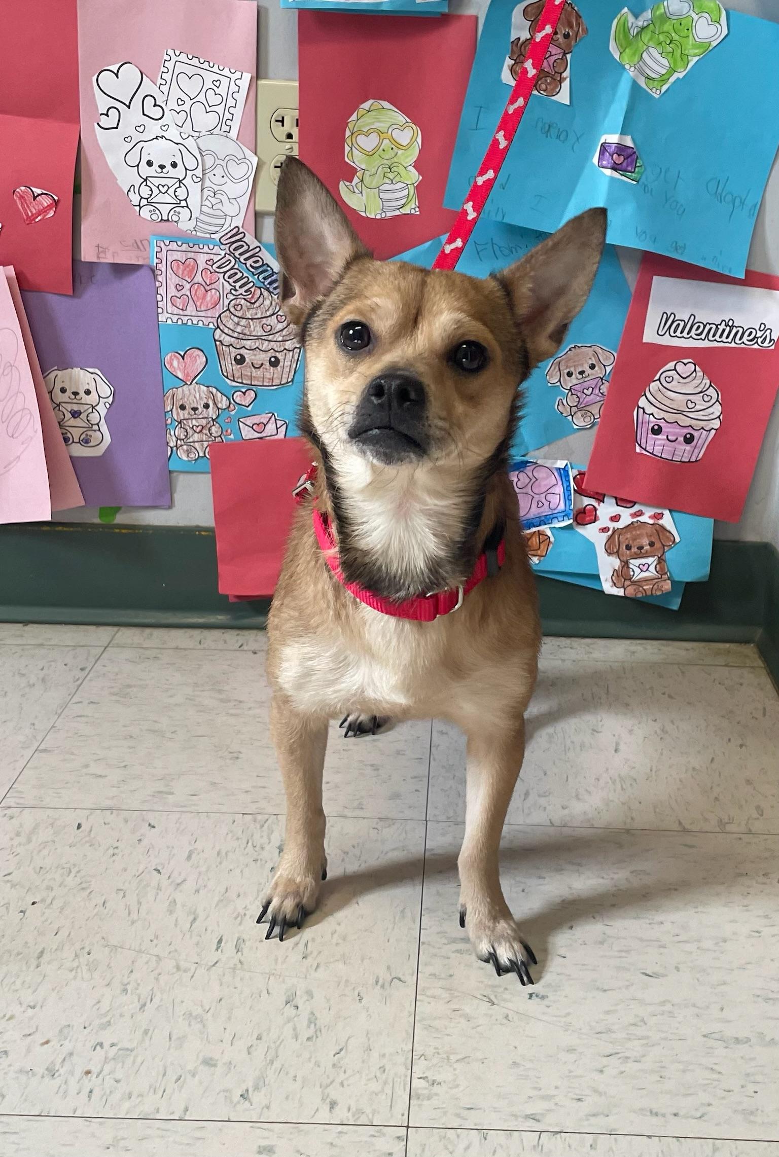 Pablo, adopted, Young Male Chihuahua.