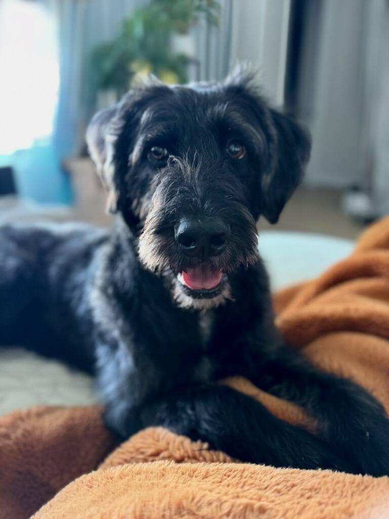 Enlarge Bishop, a ADOPTABLE Labradoodle in Colleyville, TX image 4/4