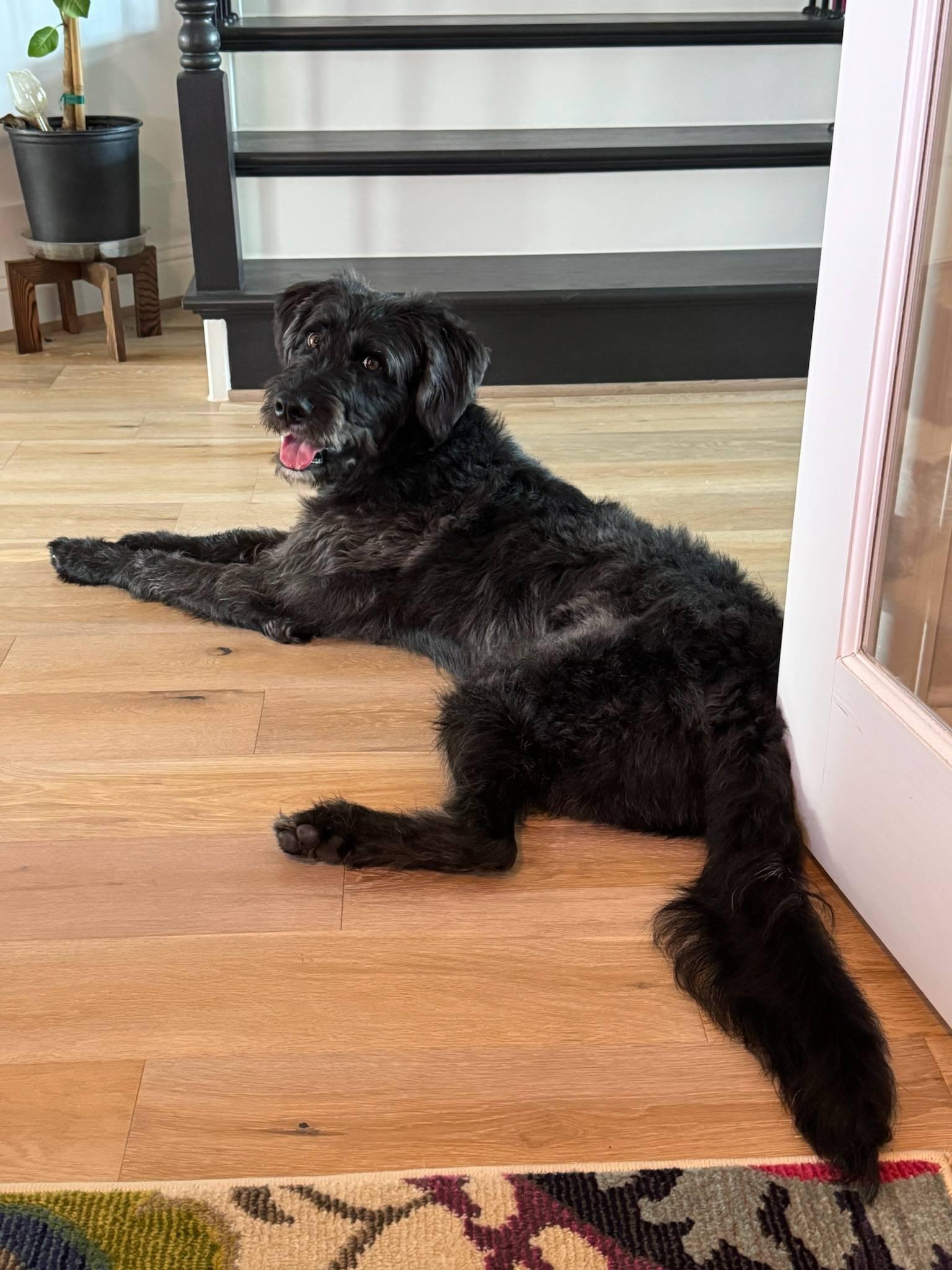 Enlarge Bishop, a ADOPTABLE Labradoodle in Colleyville, TX image 3/4