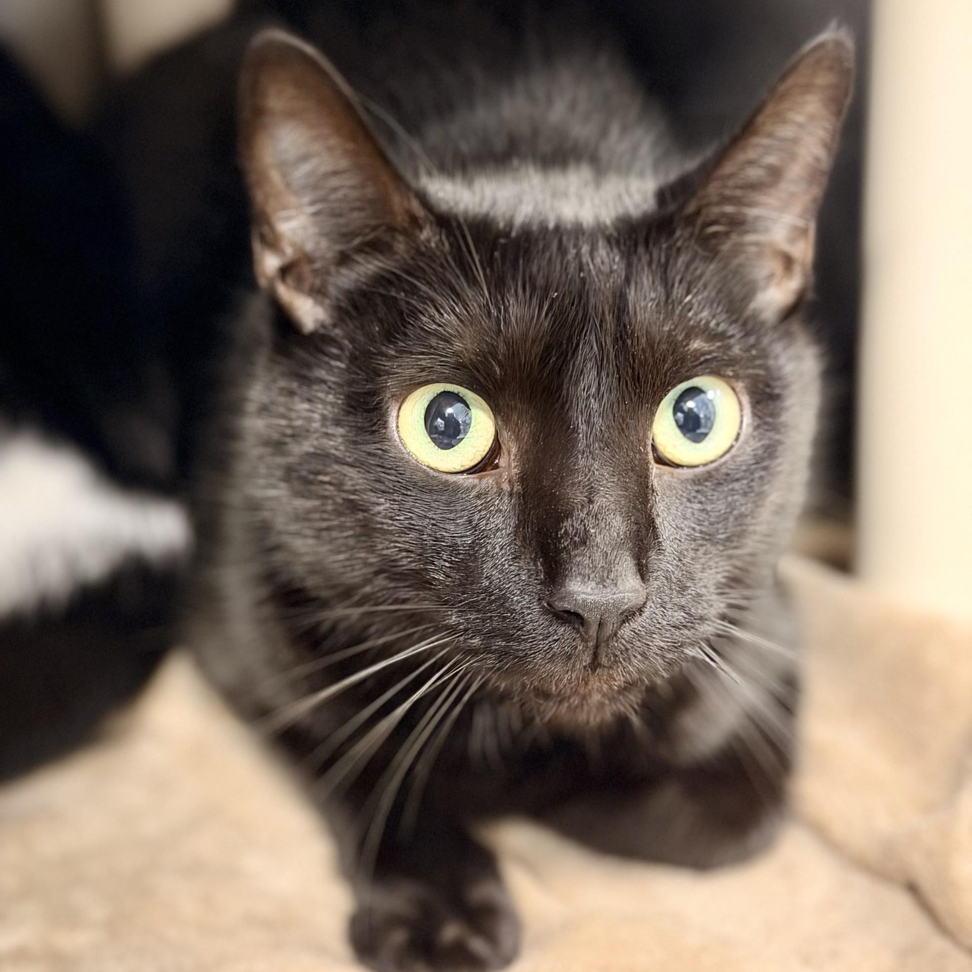 Enlarge Finn, a Adoptable Domestic Short Hair in Manahawkin, NJ image 2/2