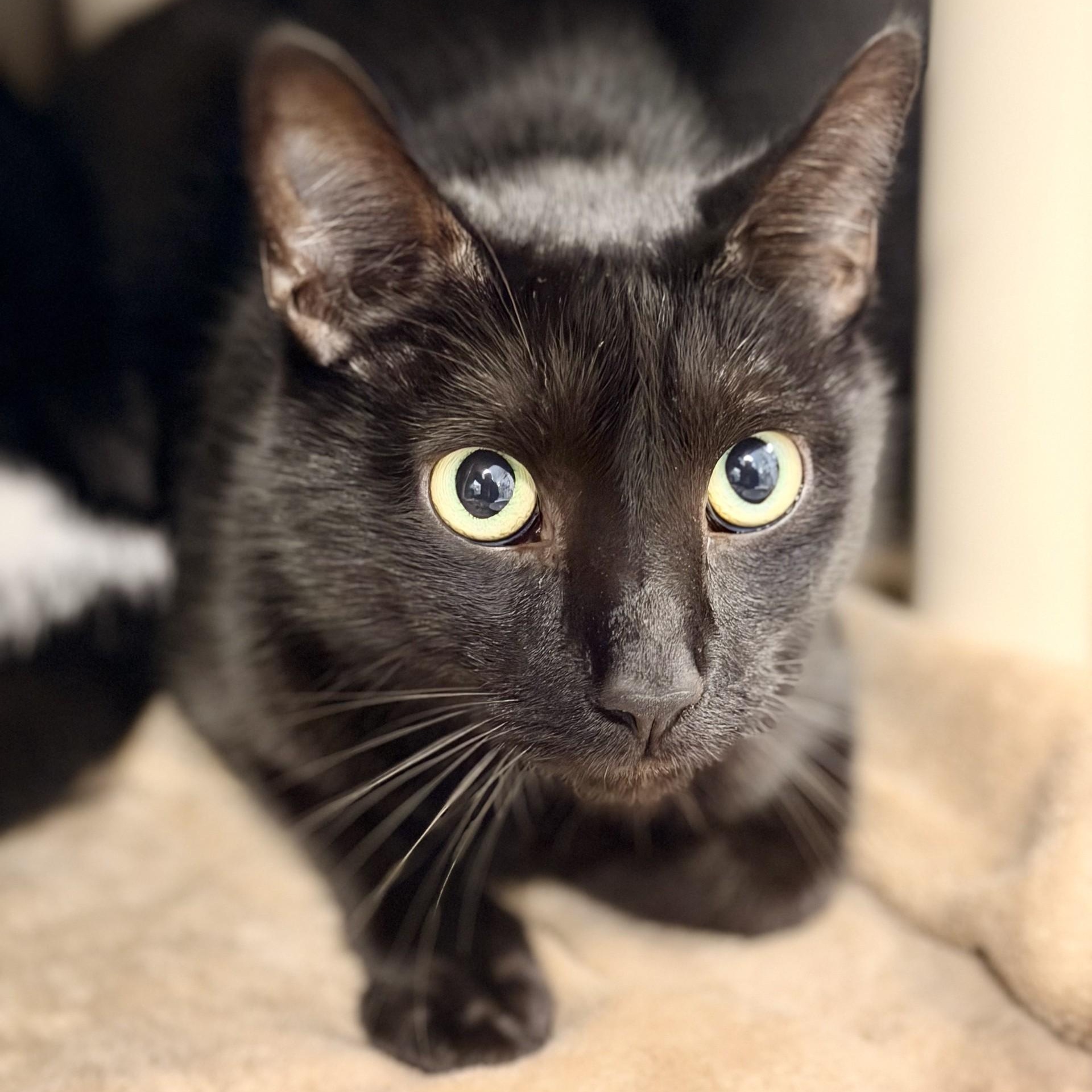 Finn, Adoptable, Adult Male Domestic Short Hair.