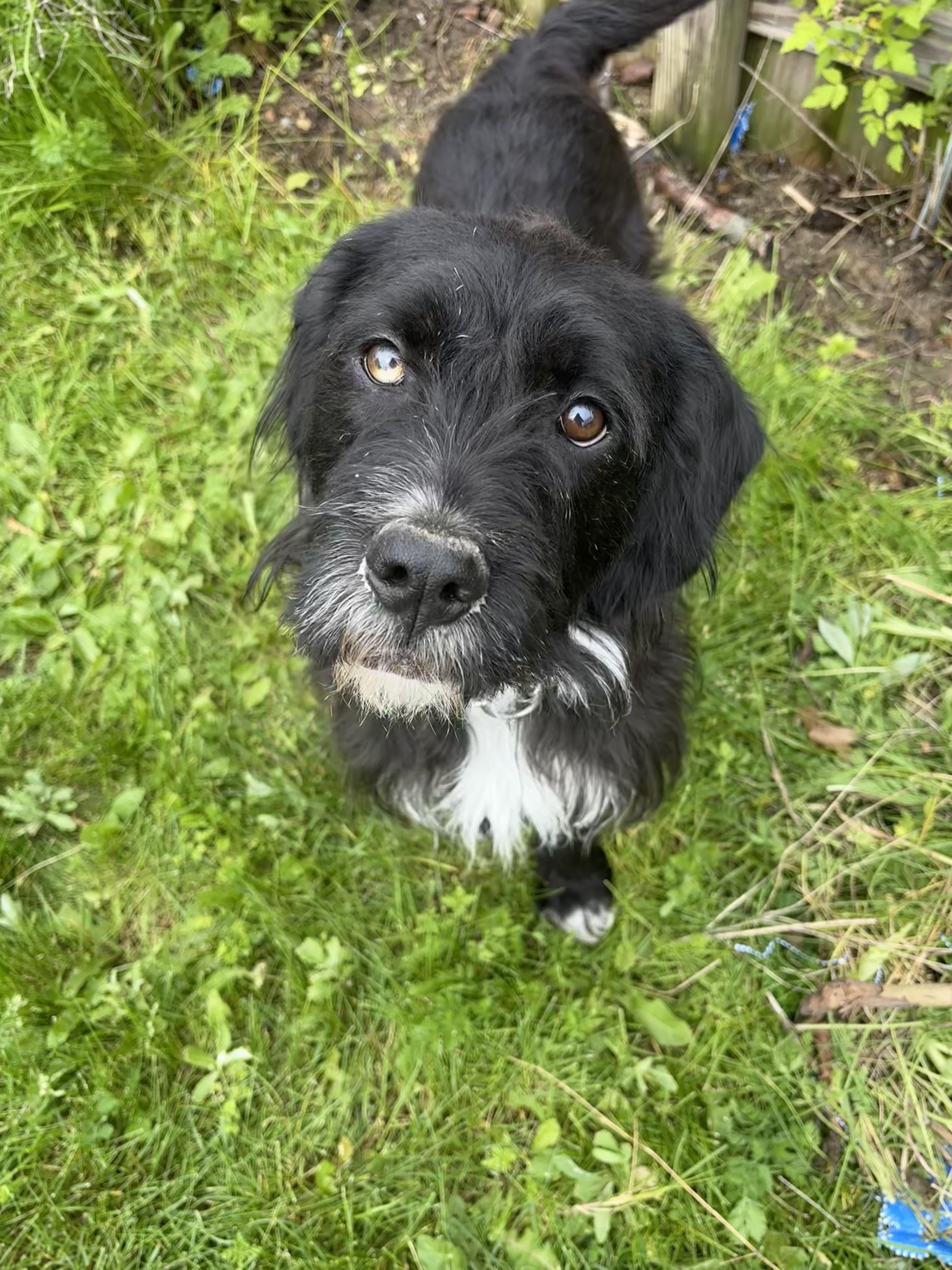 Polo, Adopted, Adult Male Schnauzer.