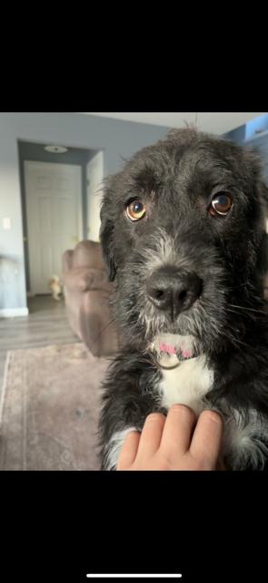 Enlarge Polo, a ADOPTABLE mixed breed in Fort Wayne, IN image 4/4