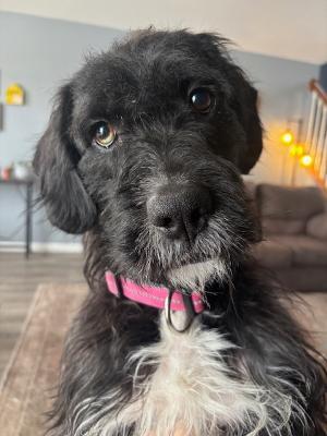 Polo, ADOPTABLE, Adult Male Schnauzer.