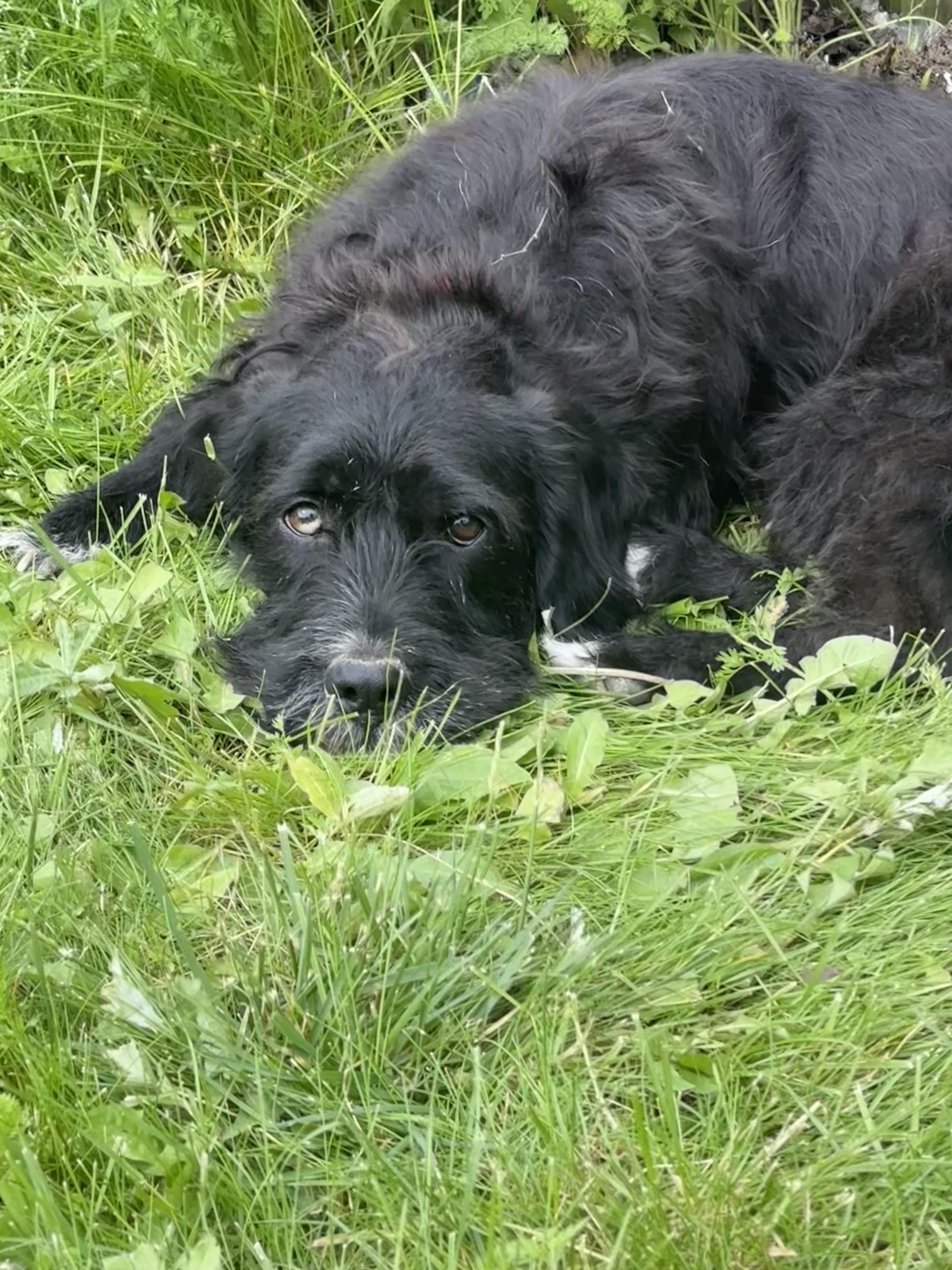 Enlarge Polo, a Adopted mixed breed in Fort Wayne, IN image 4/4