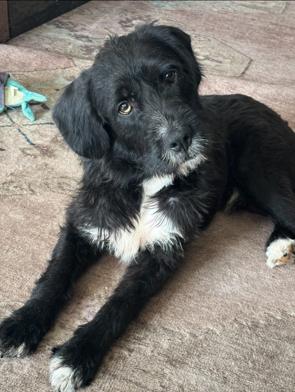 Enlarge Polo, a ADOPTABLE mixed breed in Fort Wayne, IN image 2/4