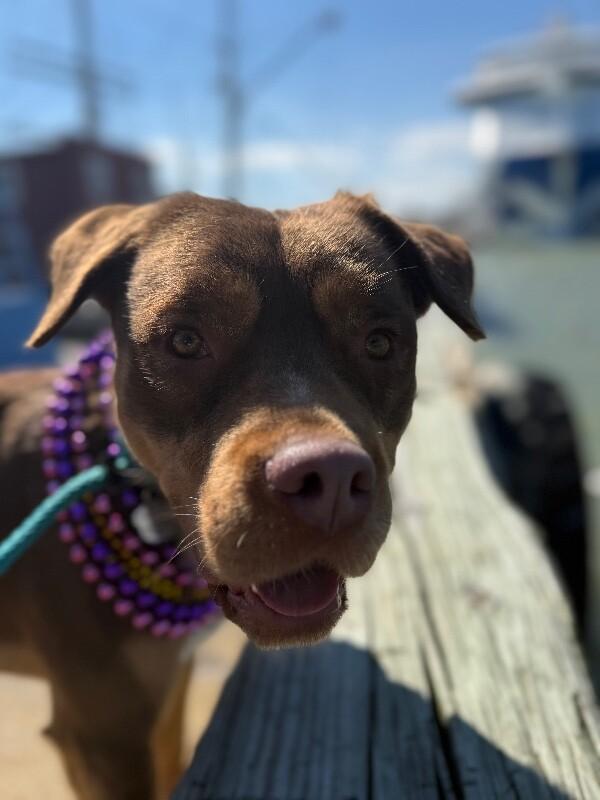 Club Scout the Ultimate Pal — thumbnail 5