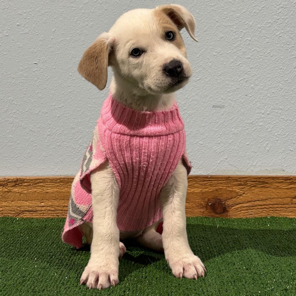 Blossom (Snowball), a Adoptable Pit Bull Terrier in Harlingen, TX image 1/3