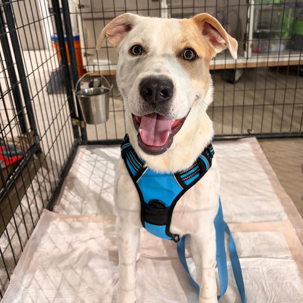 Blossom (Snowball), a Adoptable Pit Bull Terrier in Harlingen, TX image 3/3