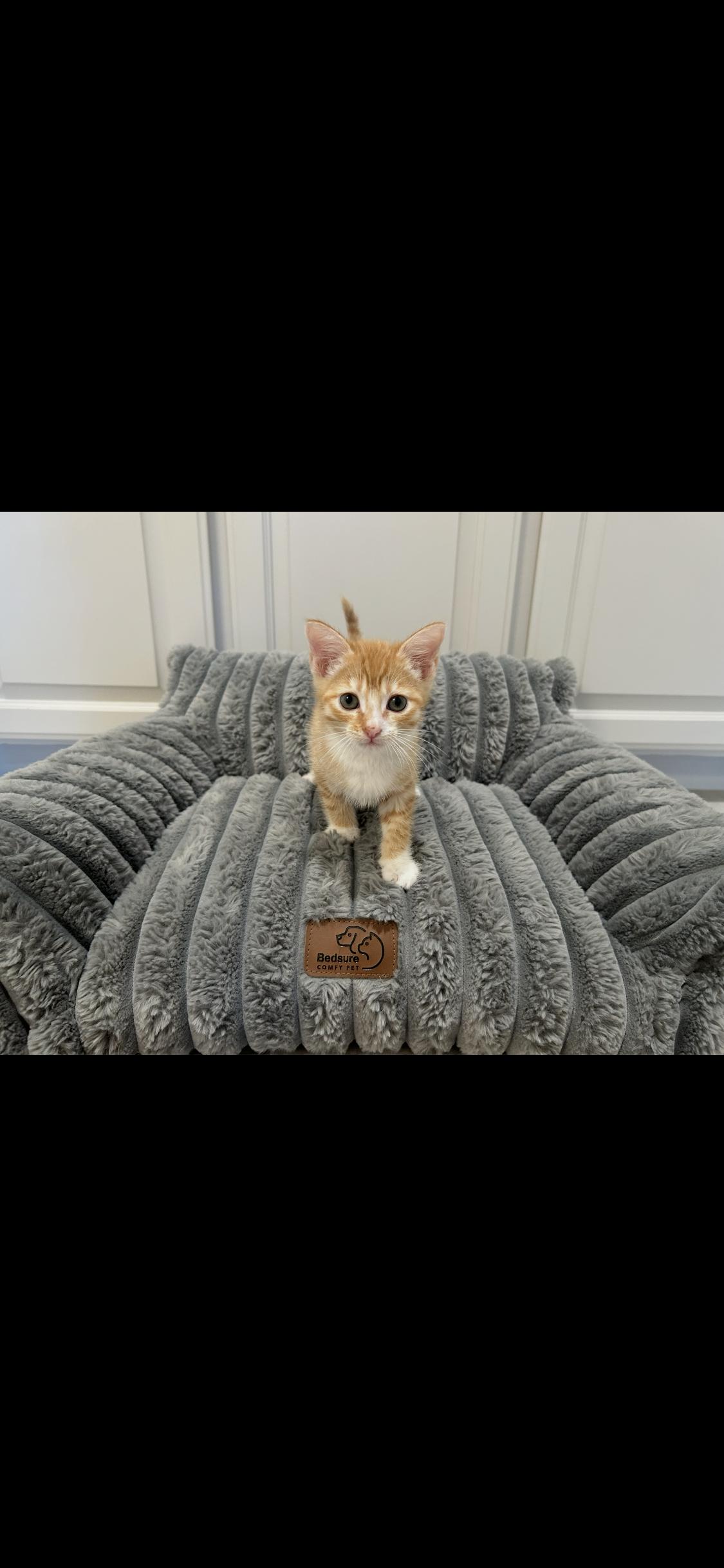 Socks, ADOPTABLE, Kitten Male Domestic Medium Hair.
