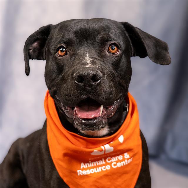 ZACK, Adoptable, Young Male Pit Bull Terrier & Mixed Breed.