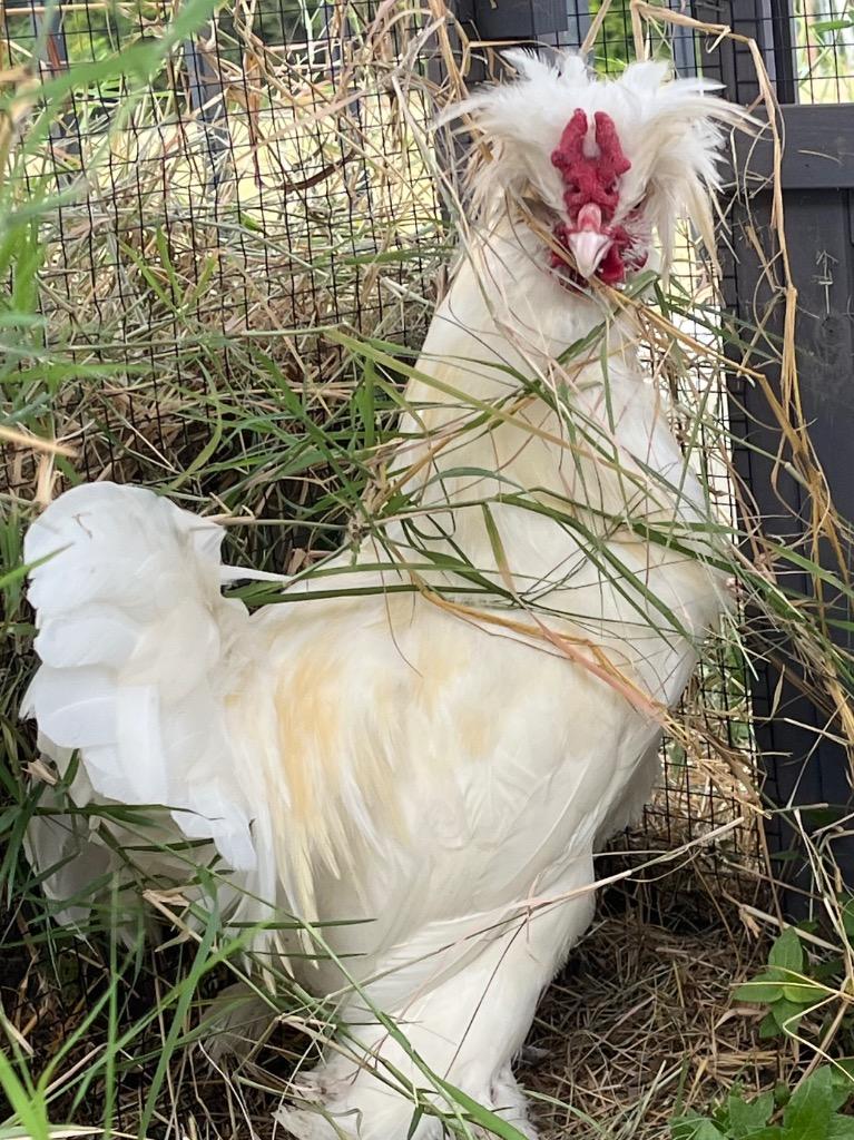 Enlarge Einstein, a Adoptable Chicken in New Braunfels, TX image 1/1