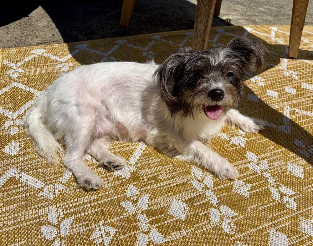 Bella, a Adoptable mixed breed in Greenlawn, NY image 2/6