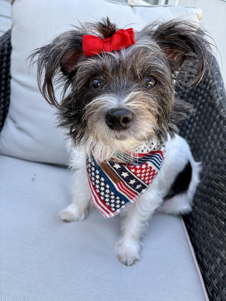 Bella, a Adoptable mixed breed in Greenlawn, NY image 3/6