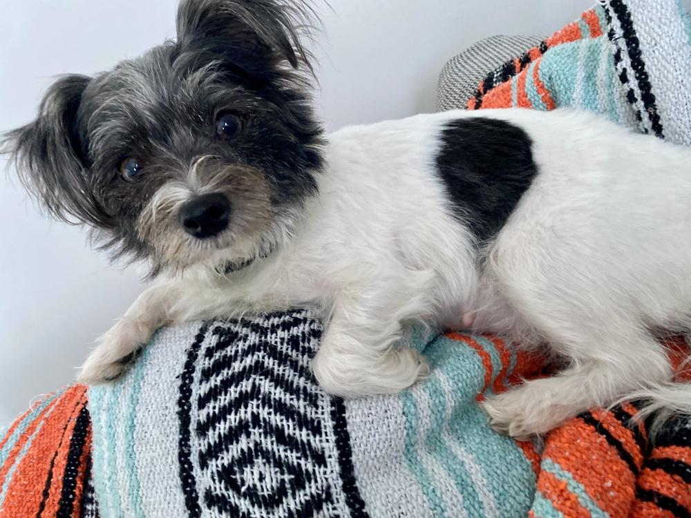 Bella, a Adoptable mixed breed in Greenlawn, NY image 4/6