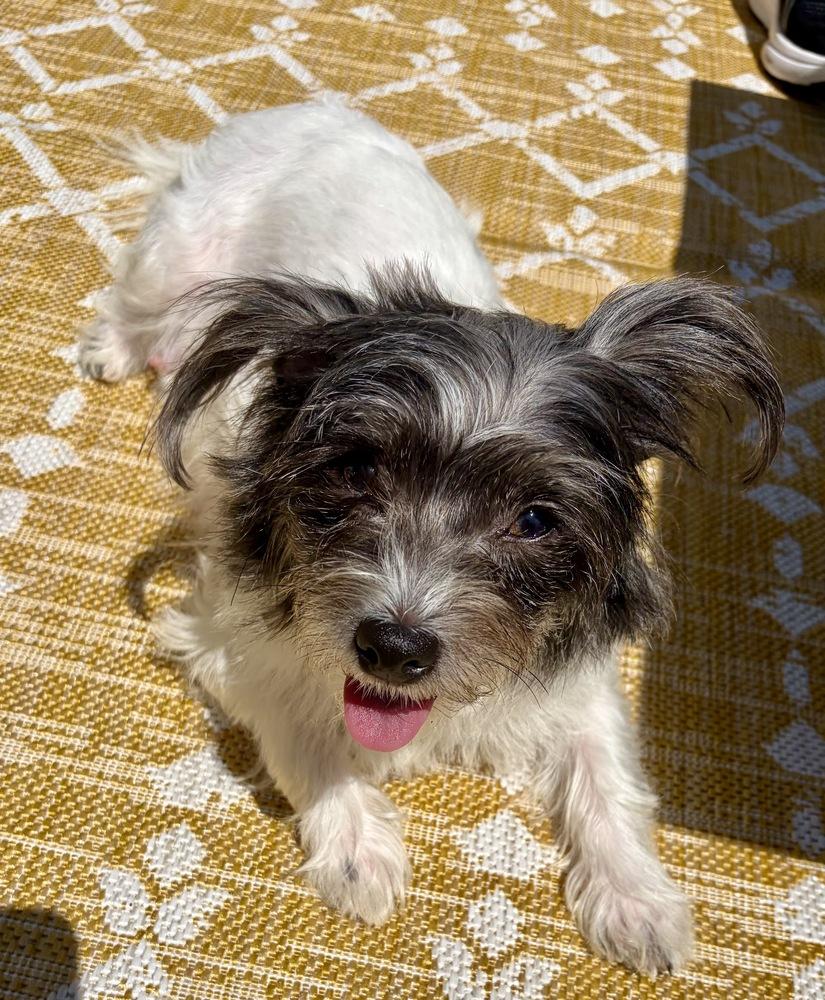 Bella, a Adoptable mixed breed in Greenlawn, NY image 5/6