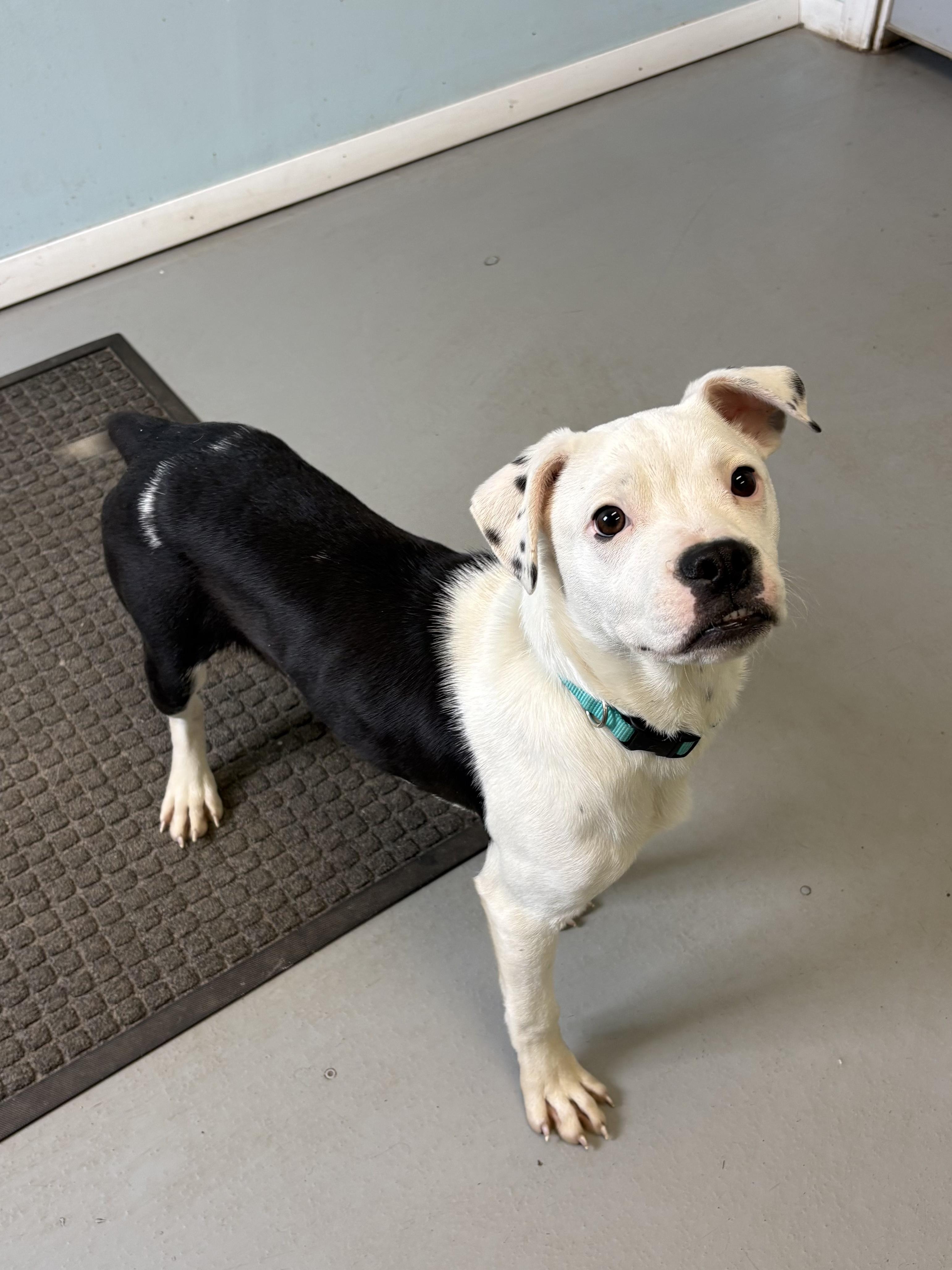 Enlarge Sparrow and Rainbow Sparkle, a ADOPTABLE mixed breed in Big Rapids, MI image 2/5