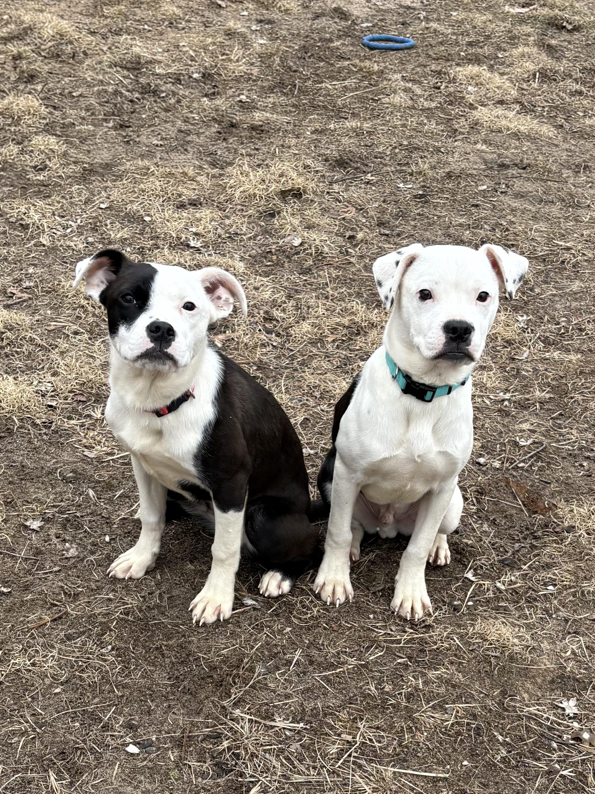 Enlarge Sparrow and Rainbow Sparkle, a ADOPTABLE mixed breed in Big Rapids, MI image 3/5