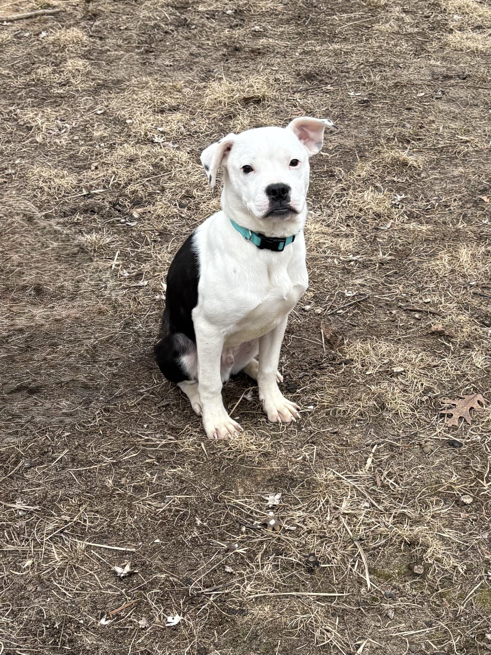 Enlarge Sparrow and Rainbow Sparkle, a ADOPTABLE mixed breed in Big Rapids, MI image 4/5