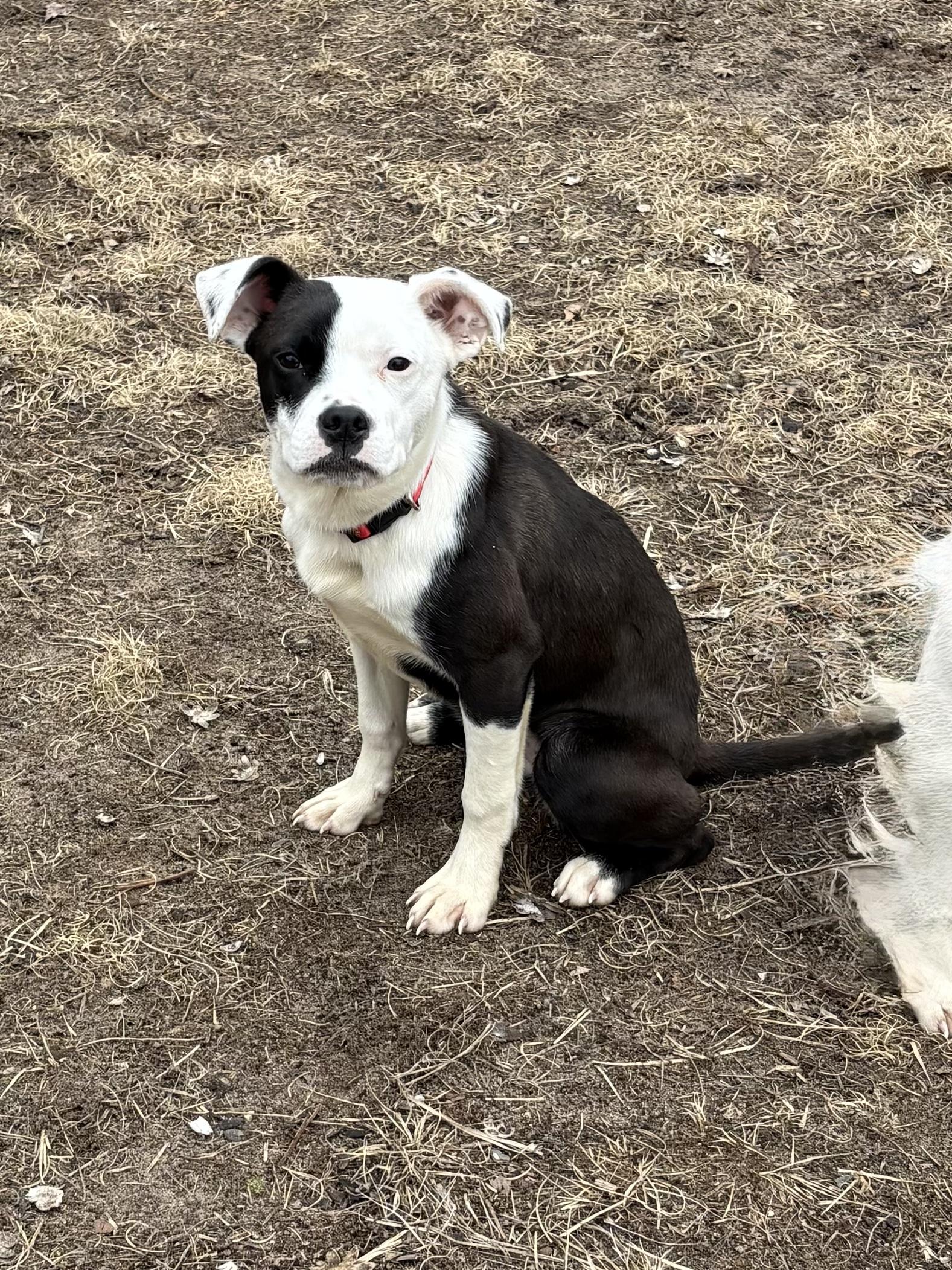 Enlarge Sparrow and Rainbow Sparkle, a ADOPTABLE mixed breed in Big Rapids, MI image 5/5