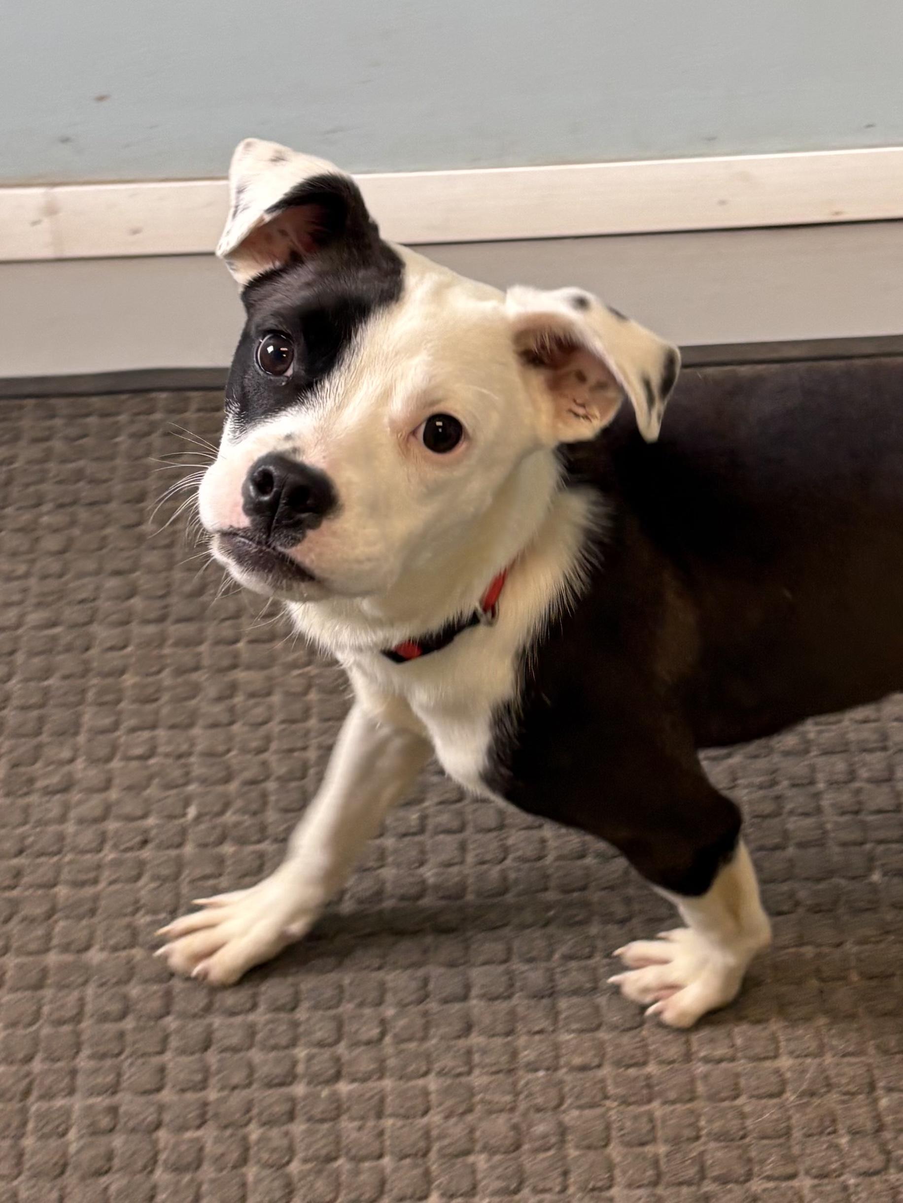 Sparrow and Rainbow Sparkle, ADOPTABLE, Puppy Female Pit Bull Terrier.