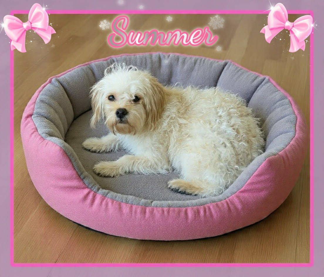 Enlarge Summer, an adopted Maltipoo in Grove, OK image 2/4