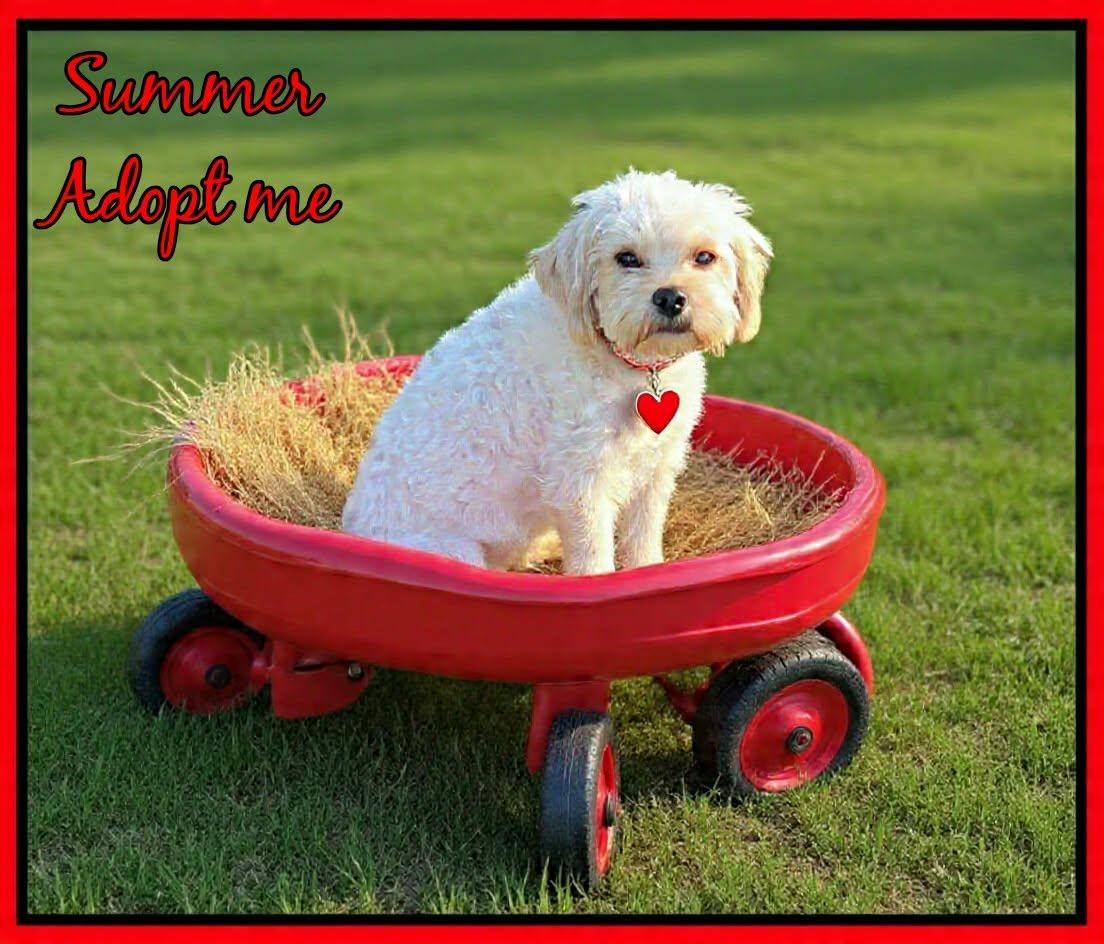 Enlarge Summer, an adopted Maltipoo in Grove, OK image 4/4